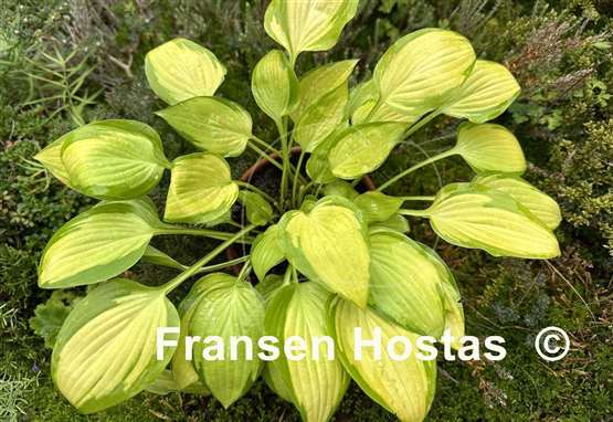 Hosta Made in Spades